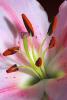 Zoey's Birth Lily II